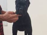 9‑недельный щенок Cane Corso для усыновления - фото 1