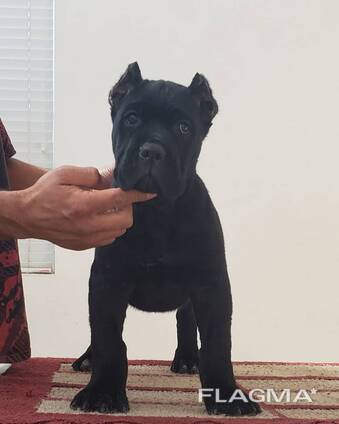 9‑недельный щенок Cane Corso для усыновления