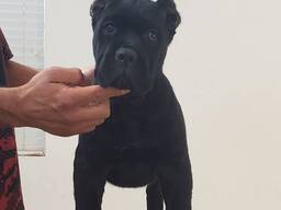9 weeks old cane corso puppy for adoption