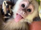 Adorable Capuchin Monkey - фото 1