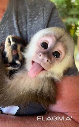 Adorable Capuchin Monkey
