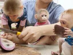 Adorable Female and male Baby Capuchin Monkey For Adoption