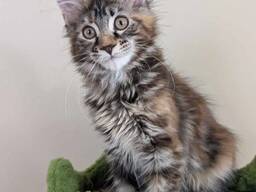 Adorable Maine Coon kittens looking for their forever homes, very affordable