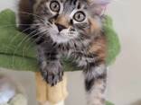 Adorable Maine Coon kittens looking for their forever homes, very affordable - photo 3