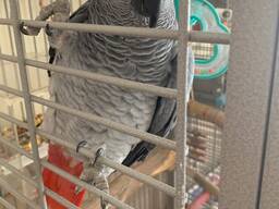 African Grey parrot