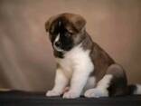 Akita Puppy ready to go home - фото 1