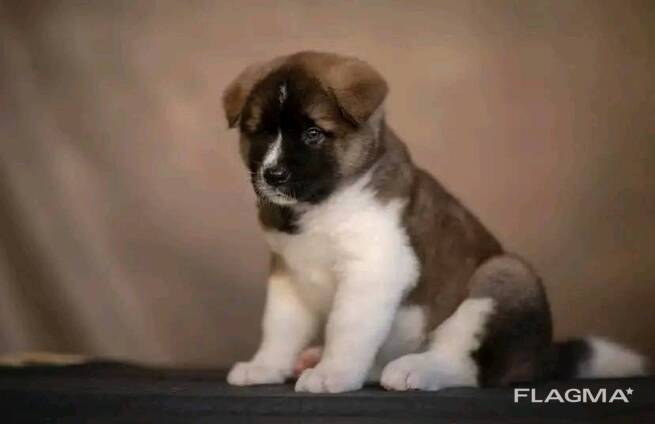 Akita Puppy ready to go home