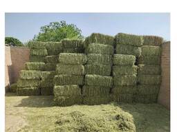Alfalfa Hay in Bales Timothy Hay Feed Grade Chicken & Dog