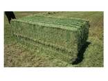 Alfalfa Hay Timothy High Quality Cheap Hay for Animal Feeding - photo 1