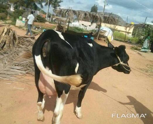 Alive Holstein Heifer cows for sale