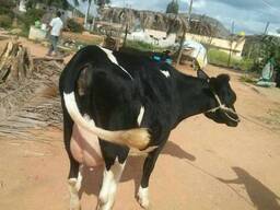 Alive Holstein Heifer cows for sale