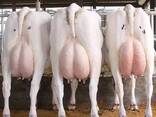 Alive Holstein Heifer cows for sale - фото 2