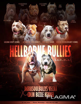 cachorros American Bully