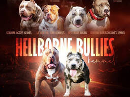 American Bully puppies