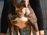 American Bully puppies - photo 2