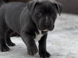 American Bully puppies - photo 3