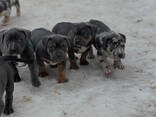 cachorros American Bully - foto 5