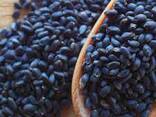 Basil seed for sale - photo 1