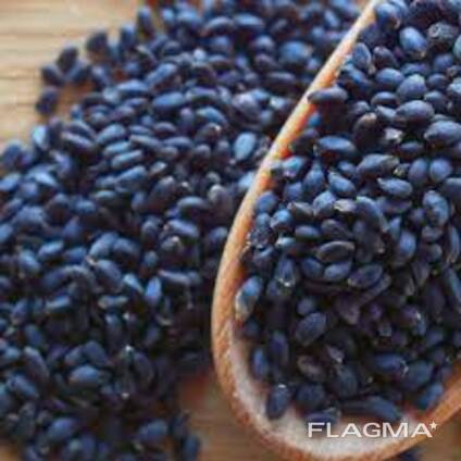 Basil seed for sale