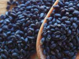 Basil seed for sale