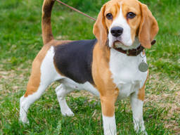 Beagle breed