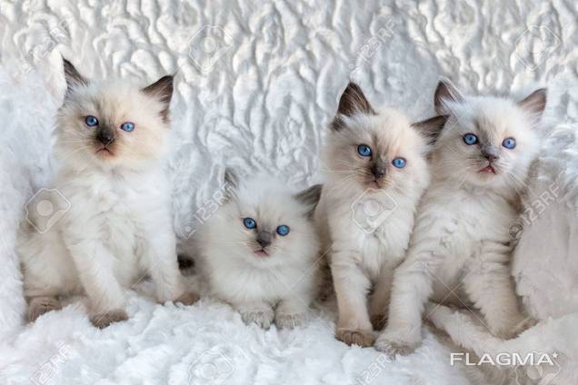 Beautiful Pedigree Kittens