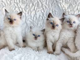 Beautiful Pedigree Kittens