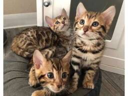Bengal kittens