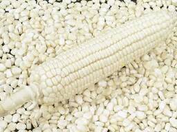 Best Quality Non Gmo white Maize for human consumption For sale whatsapp
