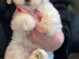Bichon Frise Puppies
