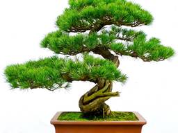 Bonsai seed for sale