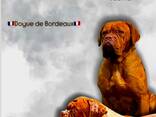 Cachorros Dogue de Bordeaux - foto 1