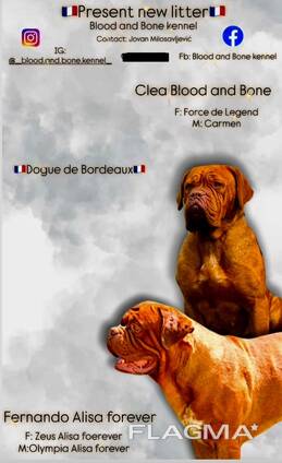 Cachorros Dogue de Bordeaux