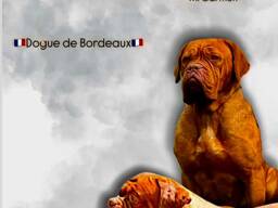 Щенки Dogue de Bordeaux