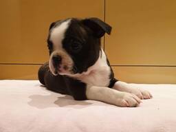 Boston Terrier puppy for ready for adoption