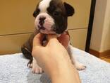 Boston Terrier puppy for ready for adoption - фото 3