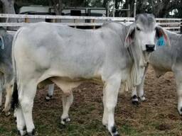 Brahman Cattle for sale