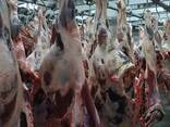 Buffalo Meat (Halal), Sheep Tail Fat - photo 1