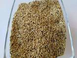 Canary Seeds - photo 2