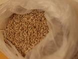 Canary Seeds - photo 3