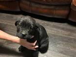 Cane corsos puppies - photo 1