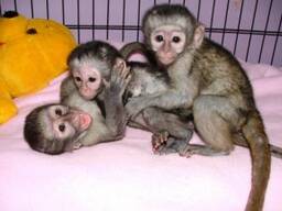 Capuchin monkey