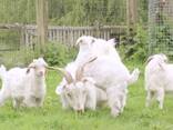 Cashmere goats - фото 3