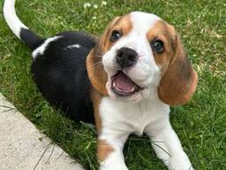 Champion Beagle Puppies 