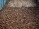 Cocoa beans - photo 2