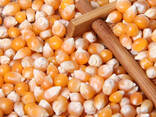 Corn / maize for sale - photo 1