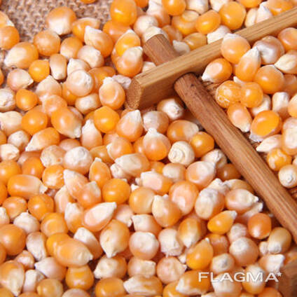 Corn / maize for sale