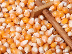 Corn / maize for sale