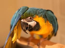 Cute Hyacinth Macaw Well Trained Need New Home