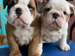 English Bulldog Buying Advice 